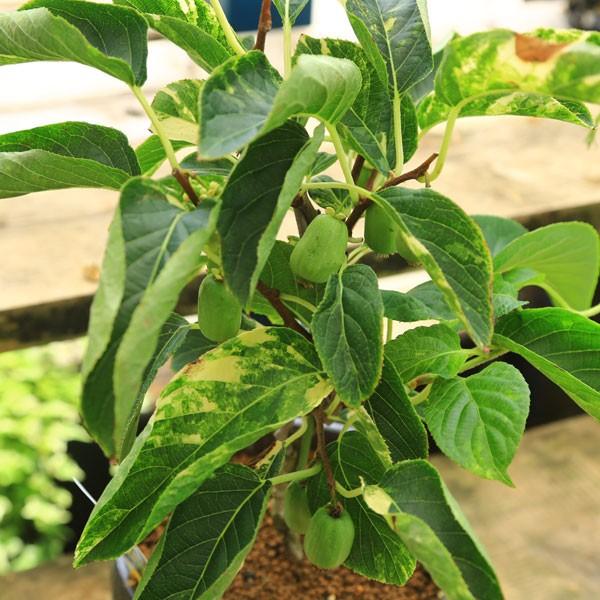 中品盆栽：斑入ジャンボサルナシ（西尾ゼブラ）(瀬戸焼黒釉薬鉢