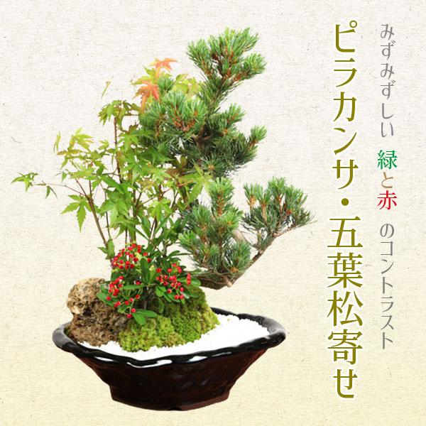盆栽：ピラカンサ・五葉松寄せ*(瀬戸焼変形鉢)寄せ鉢植え祝い 誕生日祝