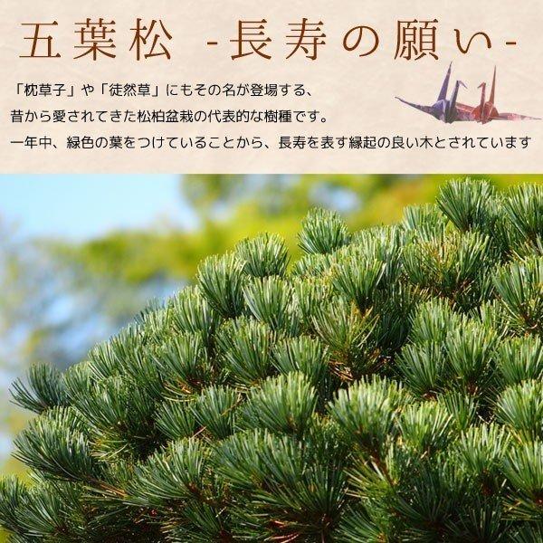 盆栽：ピラカンサ・五葉松寄せ*(瀬戸焼変形鉢)寄せ鉢植え祝い 誕生日祝