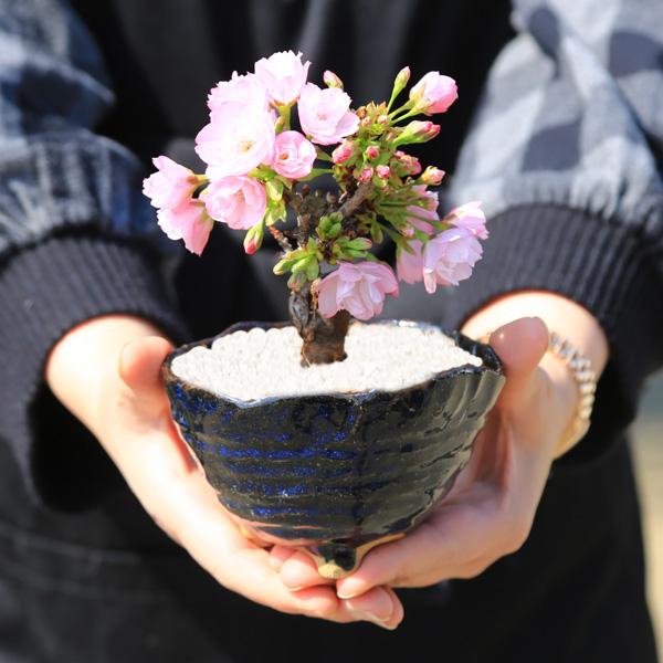桜盆栽 鉢色選べる:ミニ一才桜(旭山桜)*(信楽変形小鉢)鉢植え 桜盆栽 鉢色選べる:ミニ一才桜(旭山桜)*(信楽変形小鉢)鉢植え