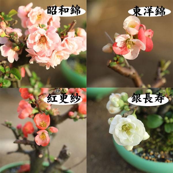 小品盆栽 品種が選べる春放花 瀬戸焼三彩鉢 木瓜ボケbonsai 1501 遊恵盆栽 Yahoo 店 通販 Yahoo ショッピング