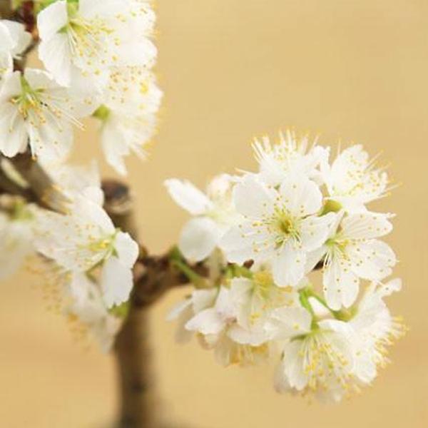 小品盆栽：さくらんぼ/サクランボ 桜桃（信楽焼小鉢)*＜2026年開花終了