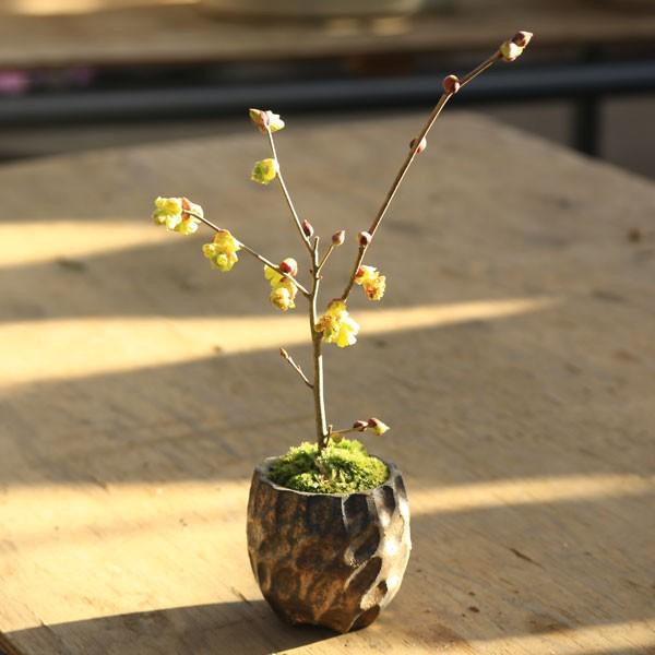 ミニ盆栽 土佐水木 とさみずき 信楽焼小鉢 日本の四国原産の美しい春の花木 1516 遊恵盆栽 Yahoo 店 通販 Yahoo ショッピング