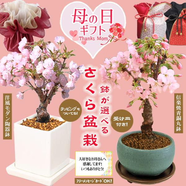 まだ間に合う母の日ギフト プレゼント桜盆栽　鉢が選べる：母の日開花桜* 素敵なラッピング付 受け皿付 メッセージカードOK さくら盆栽 bonsai（Yahoo!・遊恵盆栽　Yahoo!店）