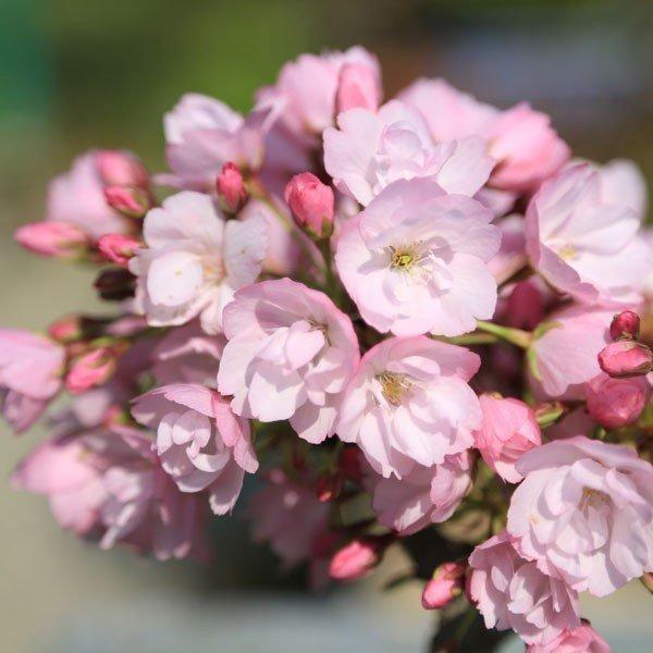 遅れてごめんね 母の日ギフト 2024 桜盆栽：母の日開花桜(瀬戸焼変形鉢)*ラッピング付です プレゼントgift 鉢植え鉢花 花 さくらお花見ごbonsaiご予約受付中　｜y-bonsai｜02