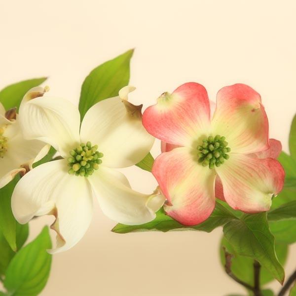 母の日ギフトミニ盆栽 母の日開花ハナミズキ ご予約受付中 花色選べる 花水木 プレゼント 鉢植え 鉢花 はなみずき 1525 遊恵盆栽 Yahoo 店 通販 Yahoo ショッピング