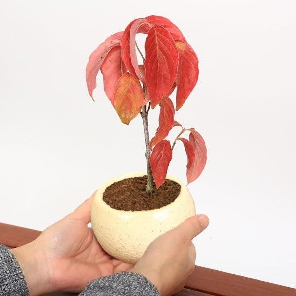 母の日ギフトミニ盆栽 母の日開花ハナミズキ ご予約受付中 花色選べる 花水木 プレゼント 鉢植え 鉢花 はなみずき 1525 遊恵盆栽 Yahoo 店 通販 Yahoo ショッピング