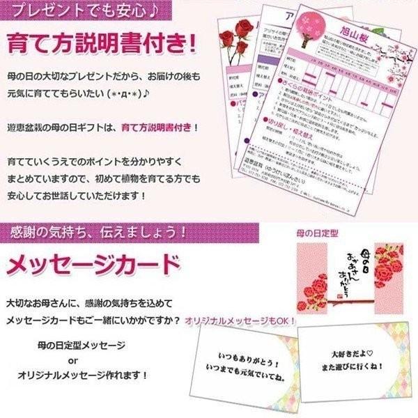 母の日ギフトミニ盆栽 母の日開花ハナミズキ ご予約受付中 花色選べる 花水木 プレゼント 鉢植え 鉢花 はなみずき 1525 遊恵盆栽 Yahoo 店 通販 Yahoo ショッピング