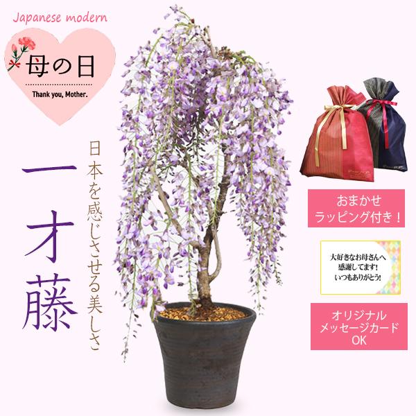 まだ間に合う母の日ギフト2026盆栽：母の日開花一才藤(三河焼濃茶深鉢)*おまかせラッピング付きOKメッセカードOKフジふじプレゼント植え鉢花bonsai（Yahoo!・遊恵盆栽　Yahoo!店）
