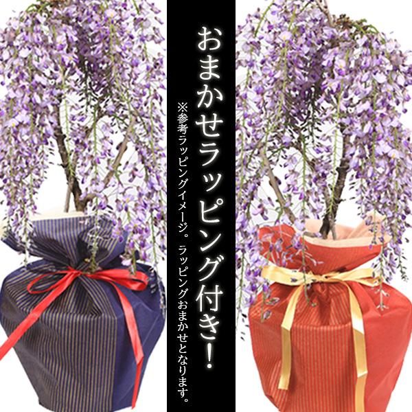 遅れてごめんね母の日ギフト2026盆栽：母の日開花一才藤(三河焼濃茶深