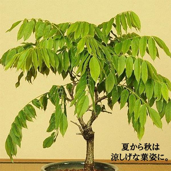 母の日ギフト 盆栽 母の日開花一才藤 信楽焼黒窯変丸深鉢 ご予約受付中 プレゼント 鉢植え 鉢花 1526 遊恵盆栽 Yahoo 店 通販 Yahoo ショッピング