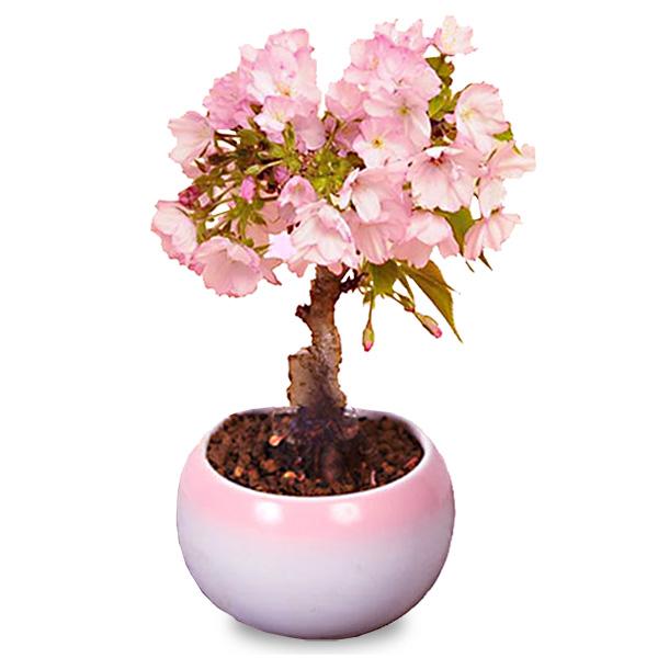 遅れてごめんね母の日ギフト 2026 桜盆栽：母の日開花桜*（ピンク丸陶器鉢）ラッピング付です プレゼント鉢植え 鉢花 さくら花見bonsai　（Yahoo!・遊恵盆栽　Yahoo!店）