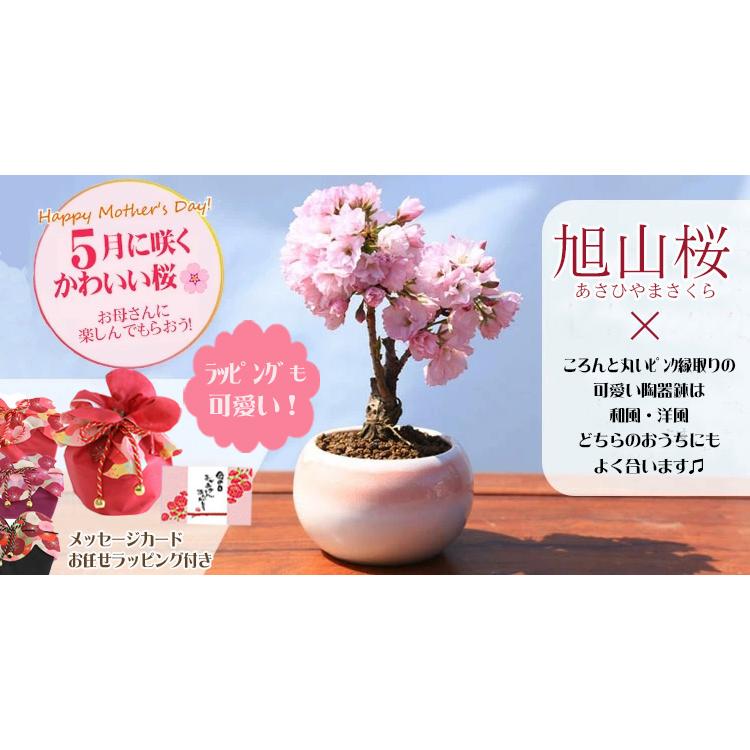 まだ間に合う母の日ギフト 2026 桜盆栽：母の日開花桜*（ピンク丸陶器