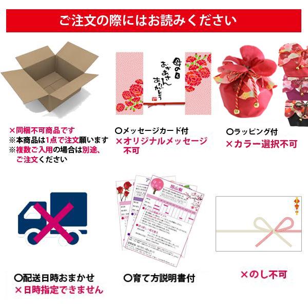 遅れてごめんね母の日ギフト 2026 桜盆栽：母の日開花桜*（ピンク丸