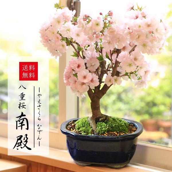 アーモンド の 花 桜 違い 桜 梅 桃 ひょっとしてアーモンド 違いを調べてみました いろのえ い ろ の え