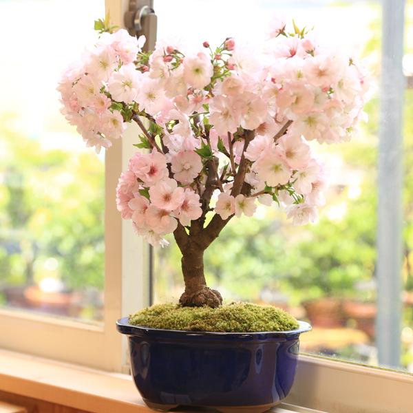 桜盆栽:八重桜(大)*(国産青モッコ陶器鉢)<2025年春開花予定 桜盆栽:八重桜(大)*(国産青モッコ陶器鉢)<2025年春開花予定