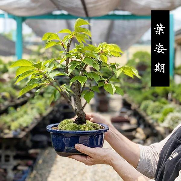 桜盆栽：八重桜(大）*（国産青モッコ陶器鉢）＜2026年開花終了