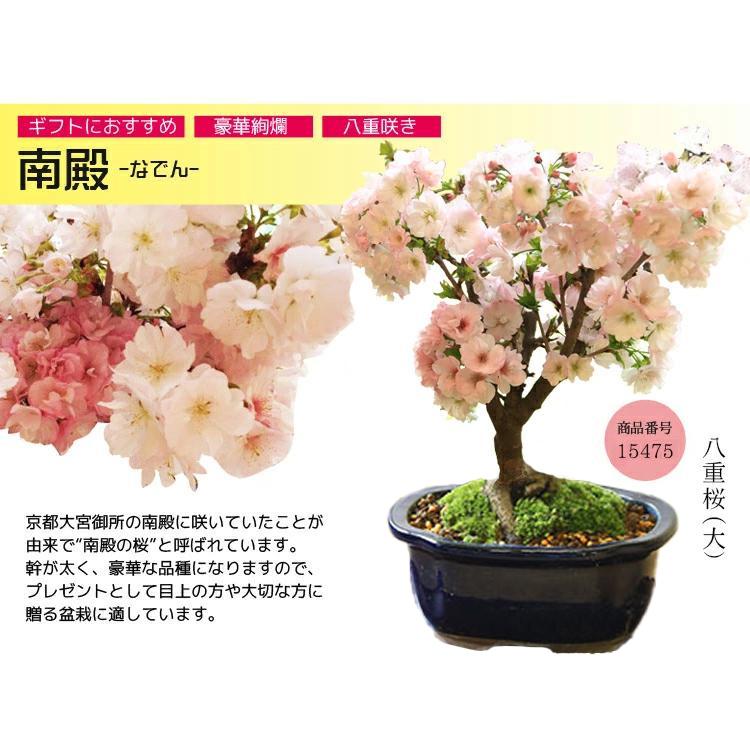 桜盆栽：八重桜(大）*（国産青モッコ陶器鉢）＜2026年開花終了