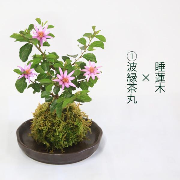 受け皿選べる 苔玉花物シリーズ：苔玉 睡蓮木* すいれんぼくオリジナル