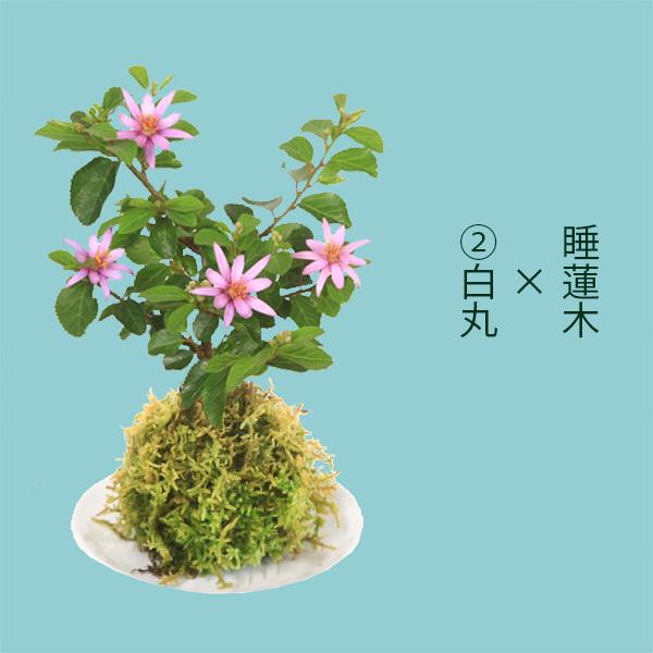受け皿選べる 苔玉花物シリーズ：苔玉 睡蓮木* すいれんぼくオリジナル