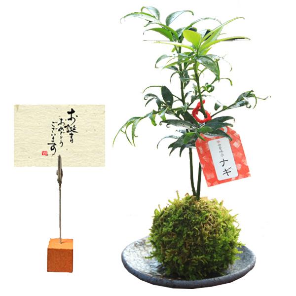 苔玉：梛／ナギ *（国産益子焼楕円受け皿とカードスタンド付）なぎ ご