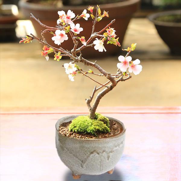 桜盆栽:富士桜(信濃寒桜)*(信楽焼灰丸鉢)<2025年開花終了 桜盆栽:富士桜(信濃寒桜)*(信楽焼灰丸鉢)<2025年開花終了