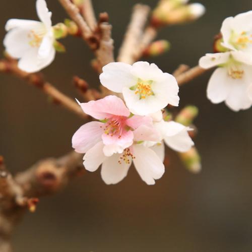 桜盆栽：富士桜(信濃寒桜)*(鉢 現代小鉢作家 祥石(二代目)ゆうき) 灰丸