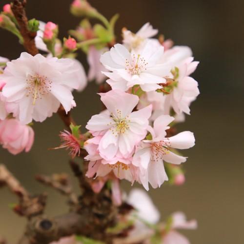 桜盆栽:十月桜*(信楽焼青銅中深丸鉢)<2025年春開花終了>春秋 桜盆栽:十月桜*(信楽焼青銅中深丸鉢)<2025年春開花終了>春秋