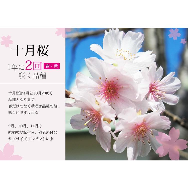 桜盆栽:十月桜*(茶白流し瀬戸焼小鉢)<2024年春開花終了>春秋 桜盆栽:十月桜*(茶白流し瀬戸焼小鉢)<2024年春開花終了>春秋