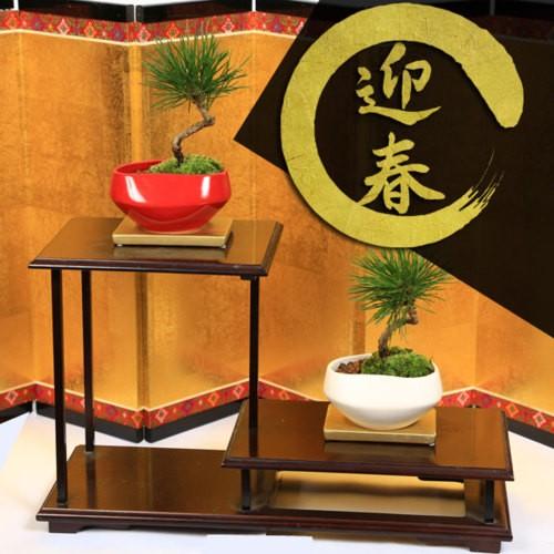 モダン盆栽：迎春黒松*黄金受け皿付【鉢色お選びください】【送料無料