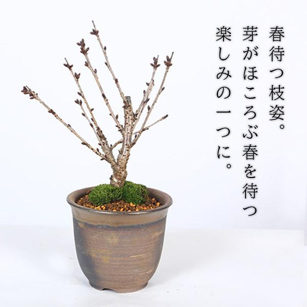 桜盆栽：御殿場桜(瀬戸焼金吹鉢)* (2026年開花終了)Sakura さくら お
