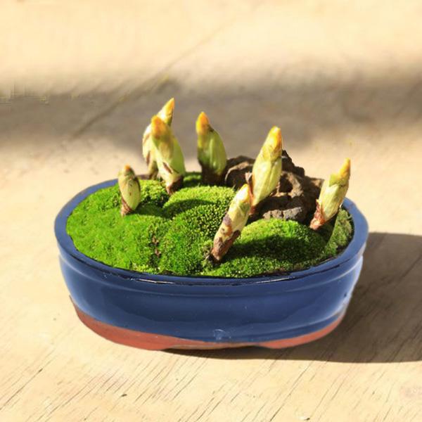 小品盆栽：七福神巡り(福寿草7芽)* 青楕円陶器鉢 bonsai : 遊恵盆栽