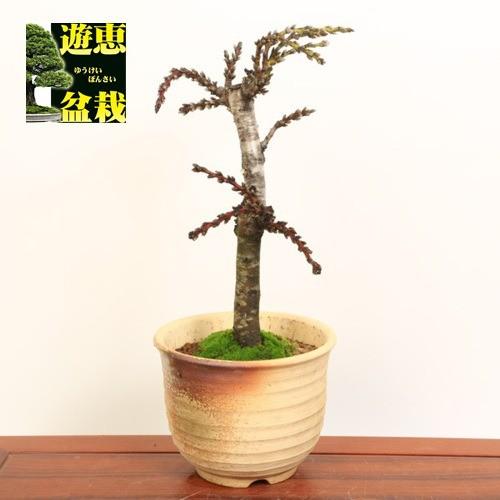 中品盆栽：南京桃しだれ3色咲*【送料無料】【即日出荷可】bonsai