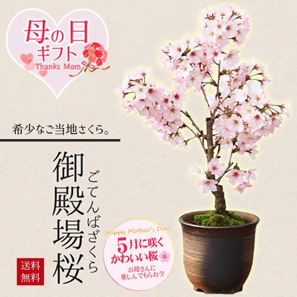 まだ間に合う母の日ギフト 2026 桜盆栽　母の日開花：御殿場桜(瀬戸焼金吹鉢) *プレゼント花 さくら  鉢植え 鉢花  お花見bonsai（Yahoo!・遊恵盆栽　Yahoo!店）
