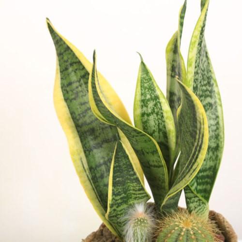 サンスベリア寄せ植え 観葉植物：サンスベリア サボテン寄せ植え*国産信楽焼き鉢