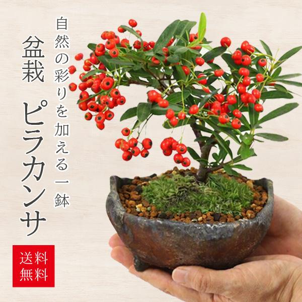 小品盆栽：ピラカンサ(トキワサンザシ)*国産木の葉鉢 苔付き 和 鉢植え