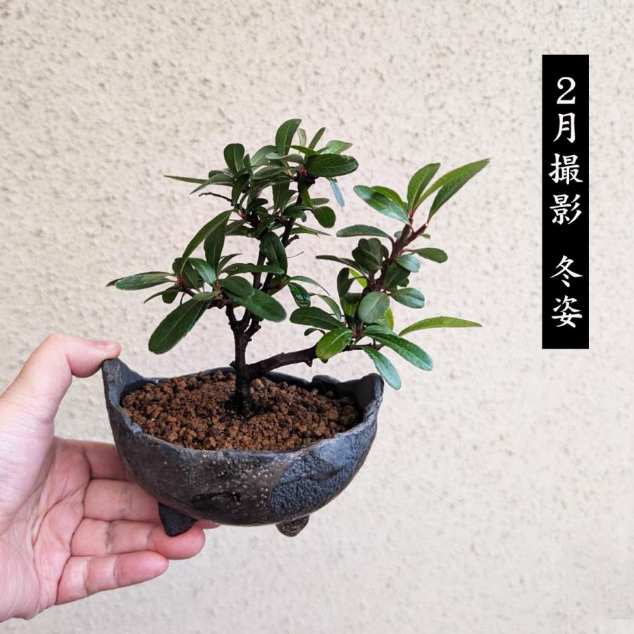 小品盆栽:ピラカンサ(トキワサンザシ)*国産木の葉鉢<2025年落 小品盆栽:ピラカンサ(トキワサンザシ)*国産木の葉鉢<2025年落