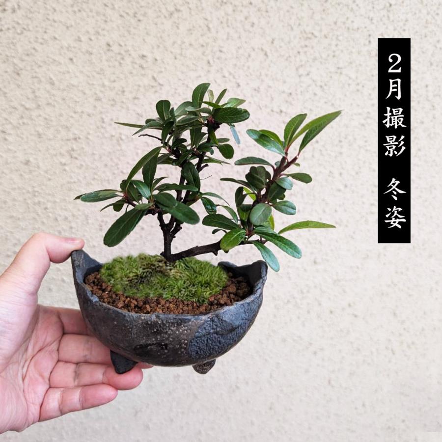 小品盆栽：ピラカンサ(トキワサンザシ)*国産木の葉鉢 苔付き 和 鉢植え