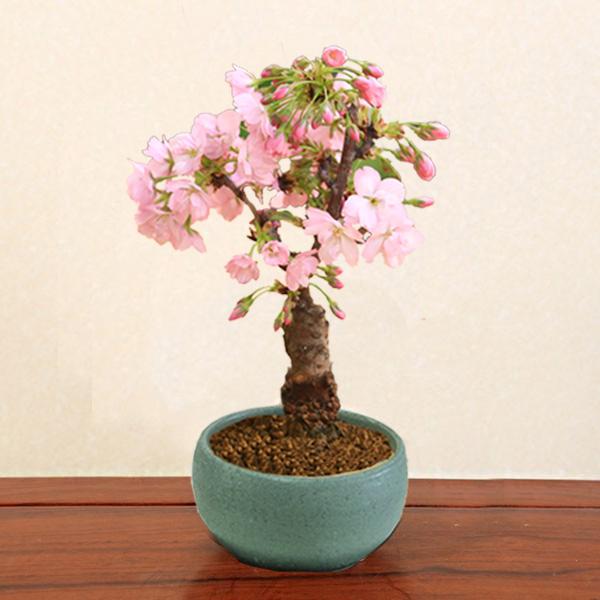 桜盆栽：旭山桜(信楽焼青銅中深丸鉢)* ＜2026年開花終了＞さくら お