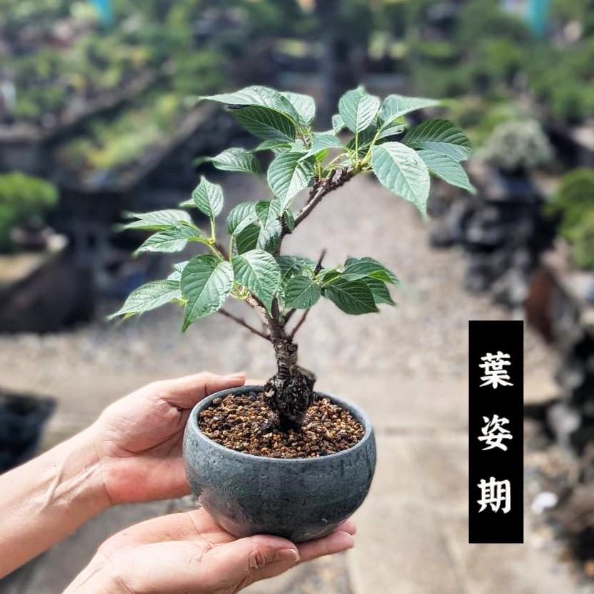 桜盆栽：旭山桜(信楽焼青銅中深丸鉢)* ＜2026年開花終了＞さくら お