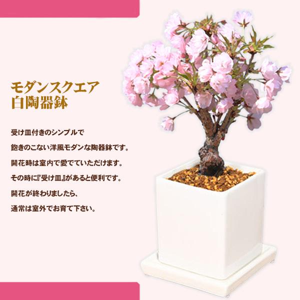 桜盆栽：旭山桜(モダンスクエア白陶器鉢)*受け皿付き*(2026年開花終了