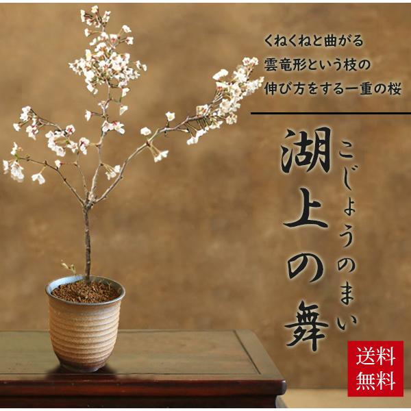最大47 Offクーポン 桜盆栽 湖上の舞 信楽焼鉢 22年春開花終了 Bonsai