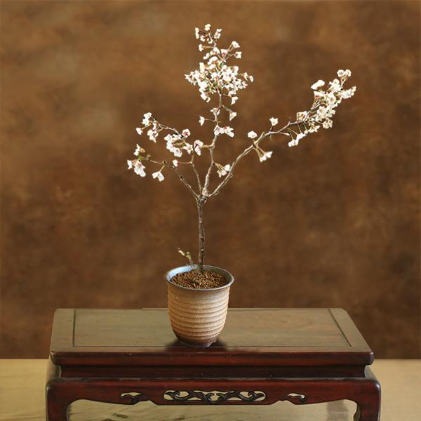 桜盆栽：湖上の舞(萬古焼イブシ深鉢)*(2026年春開花予定) 一重さくら