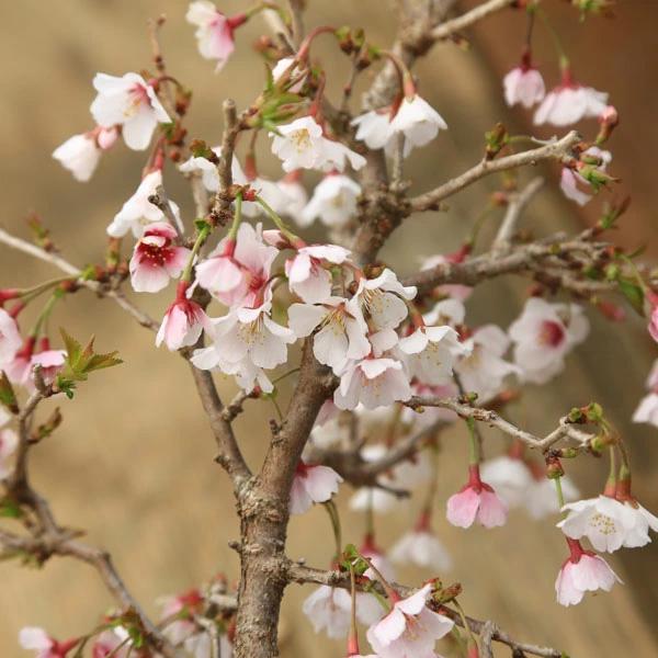 桜盆栽：湖上の舞(萬古焼イブシ深鉢)*(2026年開花終了) 一重さくら富士