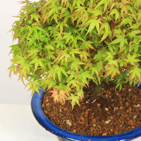 盆栽：特選清姫もみじ 瀬戸焼青鉢*＜2025年落葉＞ 秋紅葉狩り鉢植え