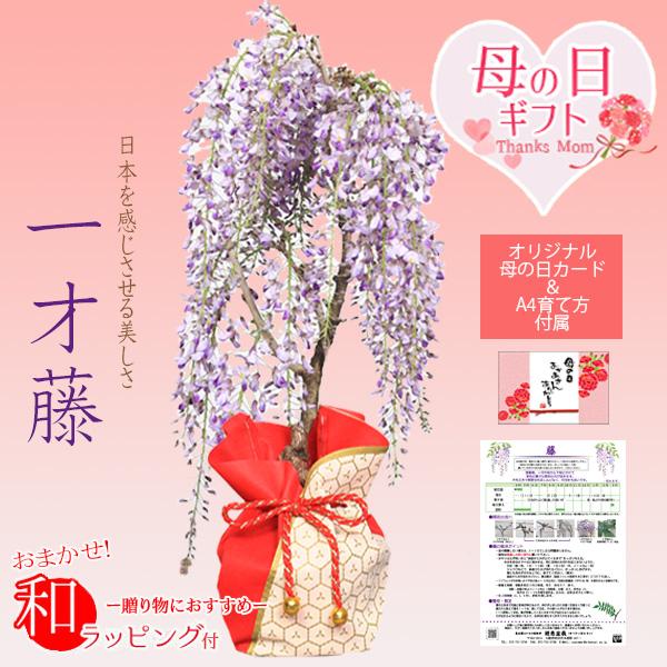 まだ間に合う母の日ギフト 2026：母の日開花藤*ラッピング付フジふじ プレゼント 鉢植え 鉢花（Yahoo!・遊恵盆栽　Yahoo!店）