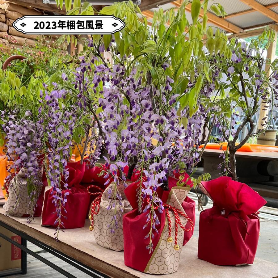 遅れてごめんね 母の日ギフト 2024：母の日開花藤*ラッピング付フジふじ プレゼント 鉢植え 鉢花｜y-bonsai｜07