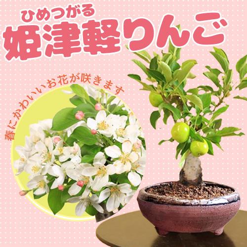 曲がり幹の盆栽 苔付き 四角鉢姫りんご 曲がり幹の盆栽 苔付き 四角鉢姫りんご 盆栽