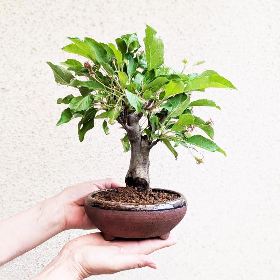 ひめりんご　盆栽 楽天市場】盆栽 姫りんご 鉢植え 実付き 実物盆栽 樹齢5年 太幹