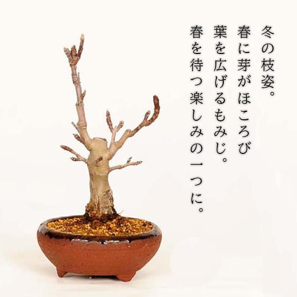 盆栽：姫津軽りんご*（国産茶流し鉄鉢）姫リンゴひめりんご鉢植え実物